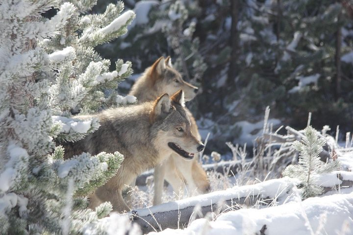 Yellowstone National Park - PRIVATE Upper Loop Tour from West Yellowstone - Photo 1 of 10